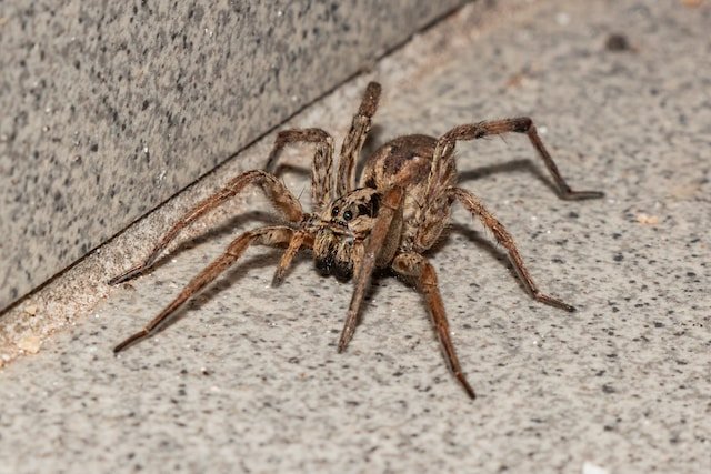 Wolf Spider